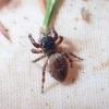 Dendryphantes rudis